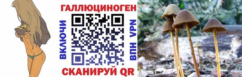 Галлюциногенные грибы Psilocybine cubensis  Купить где  Бакал 